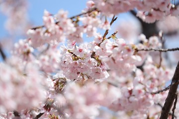 桜　サクラ　　さくら