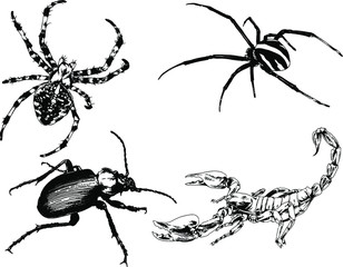 vector drawings sketches different insects bugs Scorpions spiders drawn in ink by hand , objects with no background