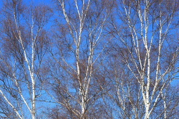 しらかば　シラカバ　白樺　青空