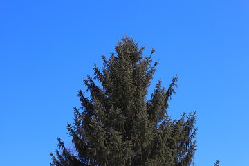 エゾマツ　トウヒ　青空