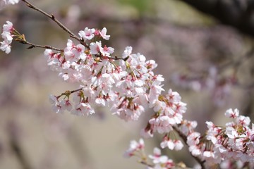 桜　サクラ　　さくら