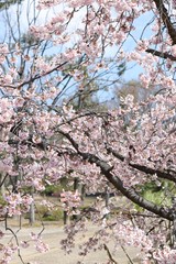 桜　サクラ　　さくら