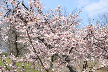 桜　サクラ　　さくら