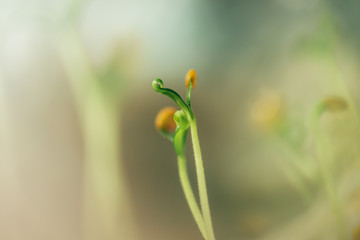 small fresh seed shoot