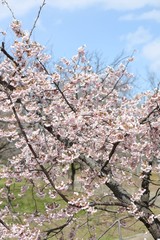 桜　サクラ　　さくら