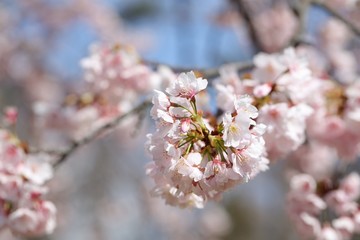 桜　サクラ　　さくら