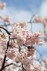 桜　サクラ　　さくら