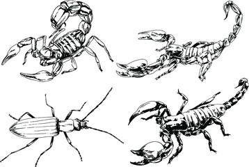 vector drawings sketches different insects bugs Scorpions spiders drawn in ink by hand , objects with no background