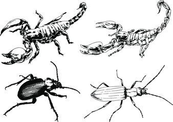 vector drawings sketches different insects bugs Scorpions spiders drawn in ink by hand , objects with no background