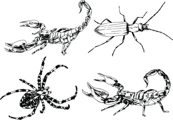 vector drawings sketches different insects bugs Scorpions spiders drawn in ink by hand , objects with no background