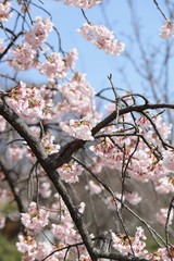 桜　サクラ　　さくら