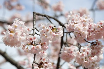 桜　サクラ　　さくら