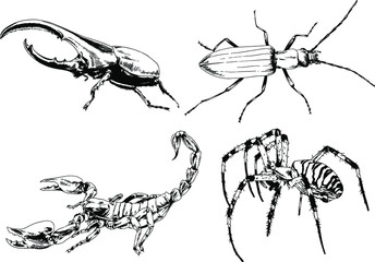 vector drawings sketches different insects bugs Scorpions spiders drawn in ink by hand , objects with no background