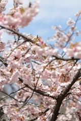 桜　サクラ　　さくら