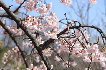 桜　サクラ　　さくら