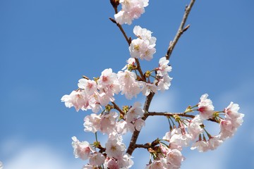 桜　サクラ　　さくら