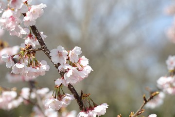 桜　サクラ　　さくら