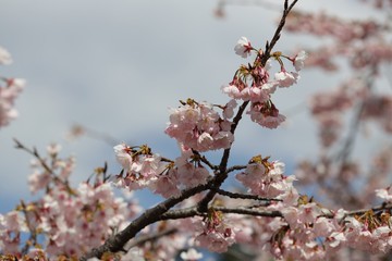 桜　サクラ　　さくら