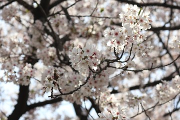 桜　サクラ　　さくら