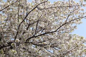 桜　サクラ　　さくら