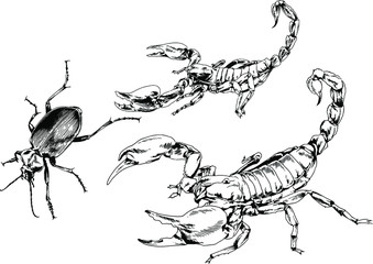 vector drawings sketches different insects bugs Scorpions spiders drawn in ink by hand , objects with no background