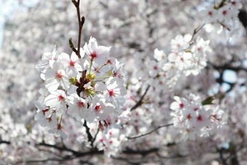 桜　サクラ　　さくら