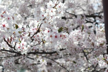 桜　サクラ　　さくら