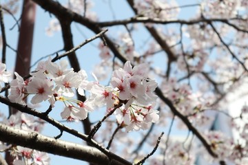 桜　サクラ　　さくら