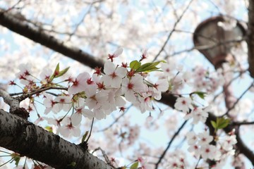 桜　サクラ　　さくら