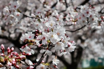 桜　サクラ　　さくら