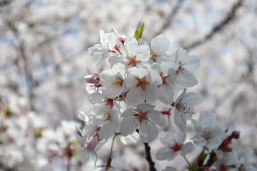 桜　サクラ　　さくら
