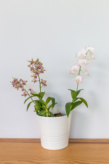 Orchid flowers in a white pot on a wooden table and in a white background