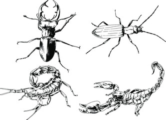 vector drawings sketches different insects bugs Scorpions spiders drawn in ink by hand , objects with no background