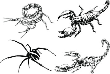 vector drawings sketches different insects bugs Scorpions spiders drawn in ink by hand , objects with no background