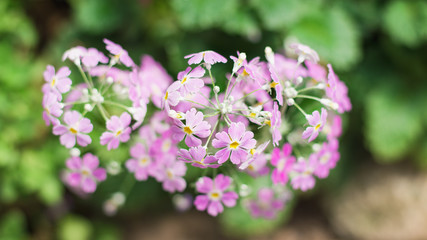 Pink blossom flower in the garden, soft focus