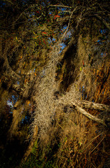 Spanish moss hanging on a branch