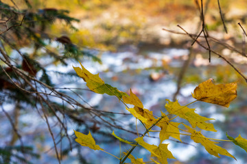 Yellow autumn leaves. Clean mountain river in the autumn forest.