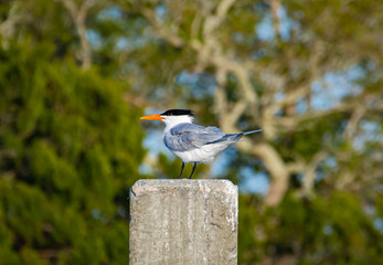 Royal Tern sitting on concrete piling on coastal Georgia.