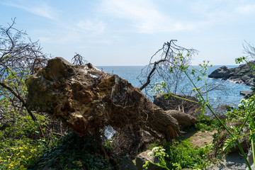 Image of a fallen tree on the seashore.