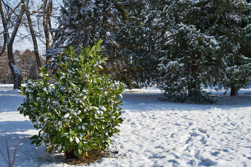 Image of laurel under the snow.