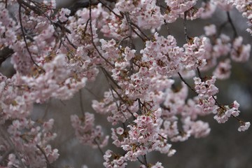 桜　サクラ　さくら