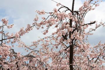 桜　サクラ　さくら
