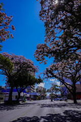 Obraz premium Beautiful aerial view of the cherry blossom trees in San Jose Costa Rica, with the streets empty due to the corona virus