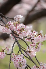 桜　サクラ　さくら