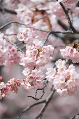 桜　サクラ　さくら