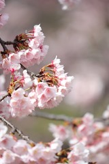 桜　サクラ　さくら