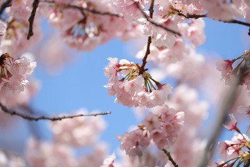 桜　サクラ　さくら
