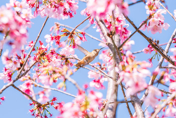 Flying humming bird eating flower nectar from a cherry blossom tree.
