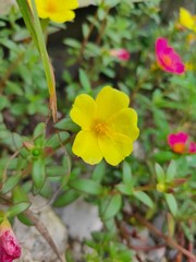 Yellow Mose Ross flower isolated in home garden. Use as a Background. Selective Focus