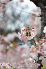 桜　サクラ　さくら